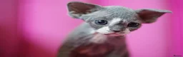 Devon Rex cats for sale: ❤️ Pure Line Devon Rex Kittens Available ❤️ - Advert 28