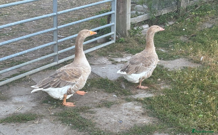 Geese poultry - Advert 1