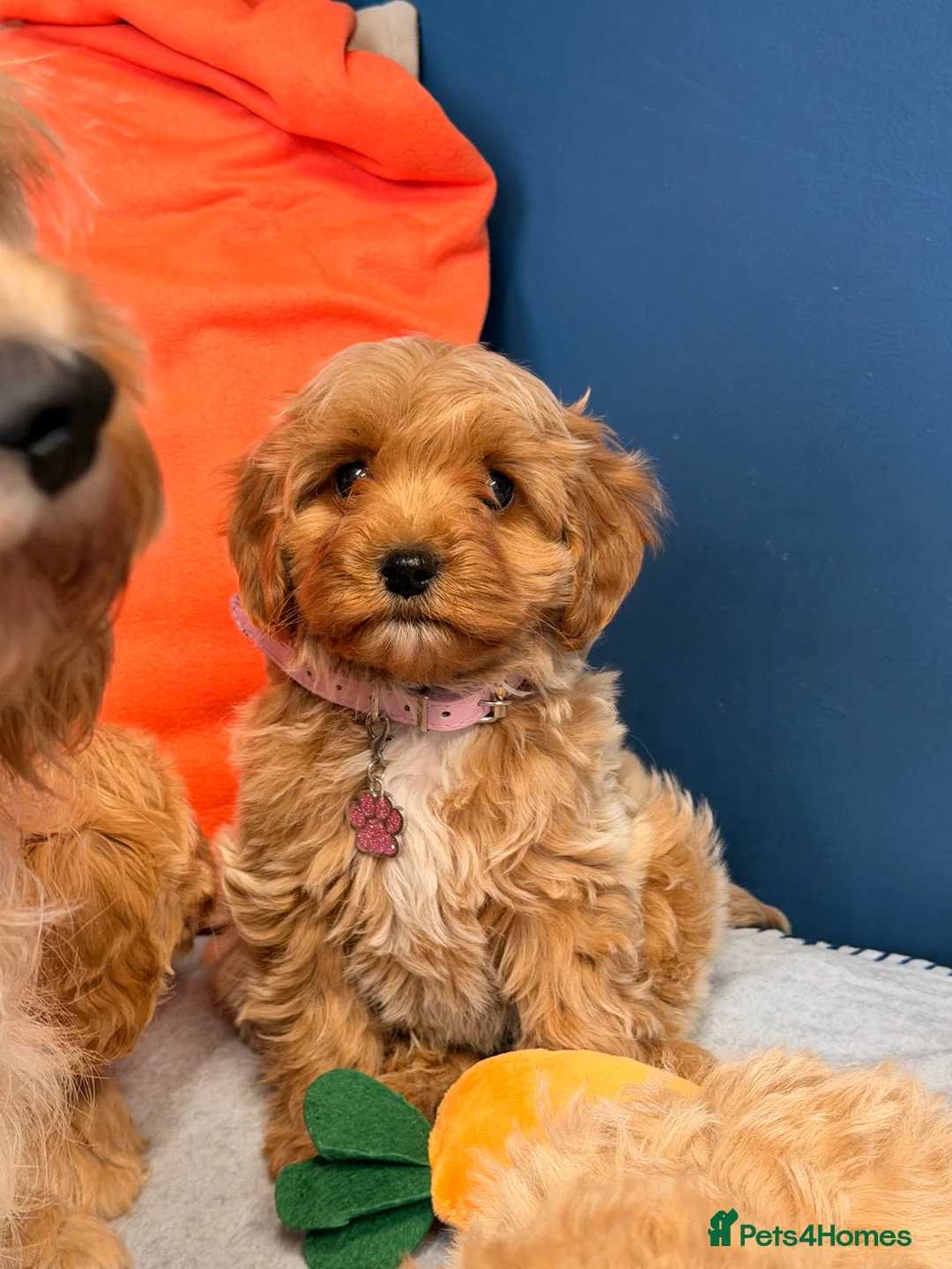 Cavachon dogs for sale: Teddy bears Puppy’s  - Advert 21