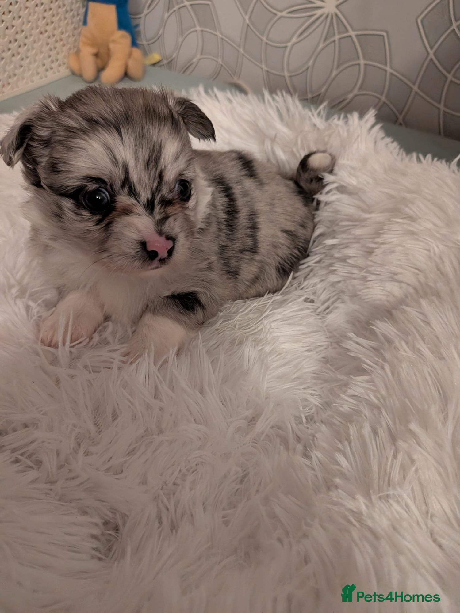 Pomchi dogs Beautiful Pomchi Puppies Loving 🏠 Reared Litters - Advert 2