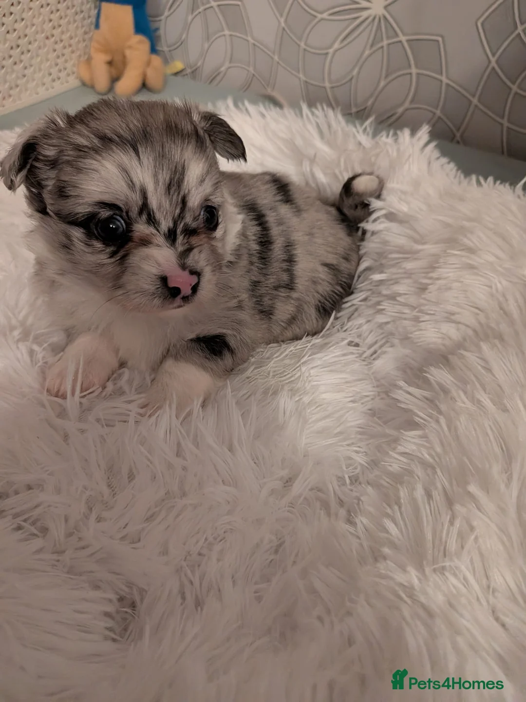 Pomchi dogs for sale: Beautiful Pomchi Puppies Loving 🏠 Reared Litters - Advert 1