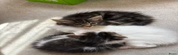 Maine Coon cats for sale: Maine Coon Mix Kittens!  in Alness - Advert 5