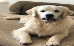 Golden Retriever dogs for sale: Golden retriever male - Image 6