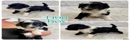 Mixed Breed dogs for sale: Fab❤️ Tibetan terrier X Miniature poodle puppies❤️ - Advert 15