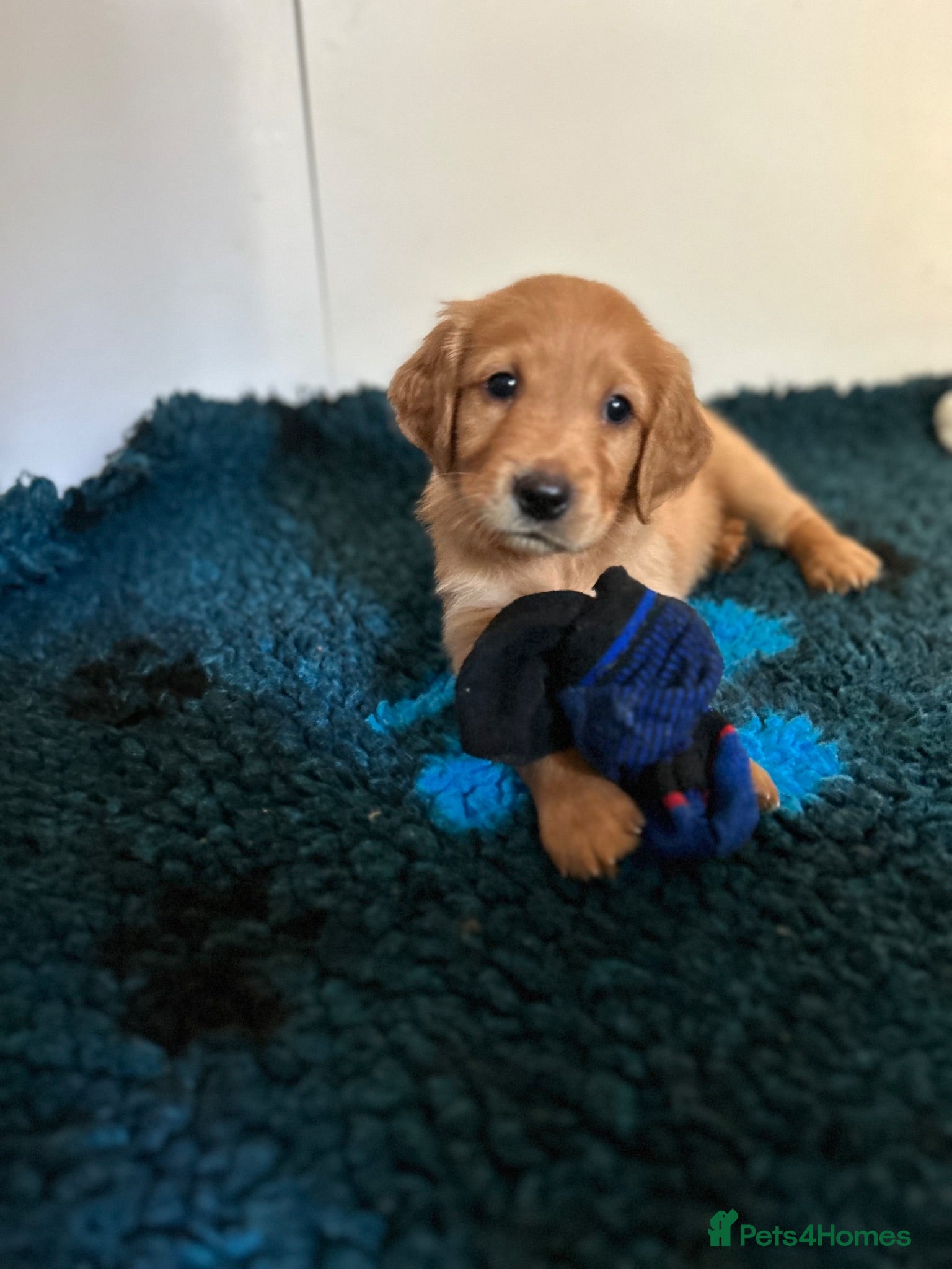 Golden Retriever dogs Beautiful litter of dark red golden retriever pups - Advert 1