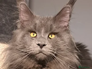 Maine Coon cats in London - Advert 8