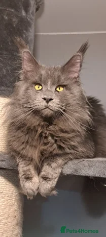 Maine Coon cats in London - Advert 9
