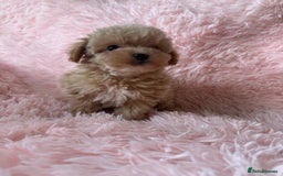 Maltipoo dogs for sale: Tiny Asian Maltipoo READY NOW !  - Image 16