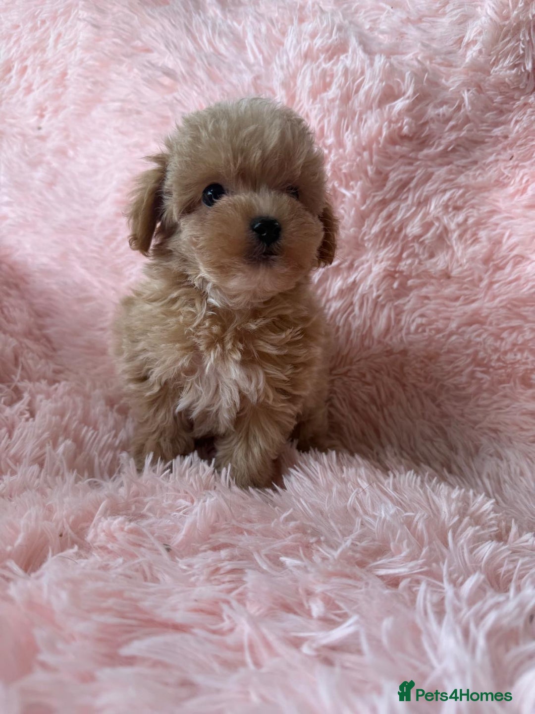 Maltipoo dogs for sale: Tiny Asian Maltipoo READY NOW !  - Image 16