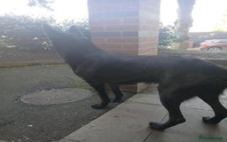 Belgian Shepherd Dog dogs for sale: Black Male Belgium Shepherd  - Image 6