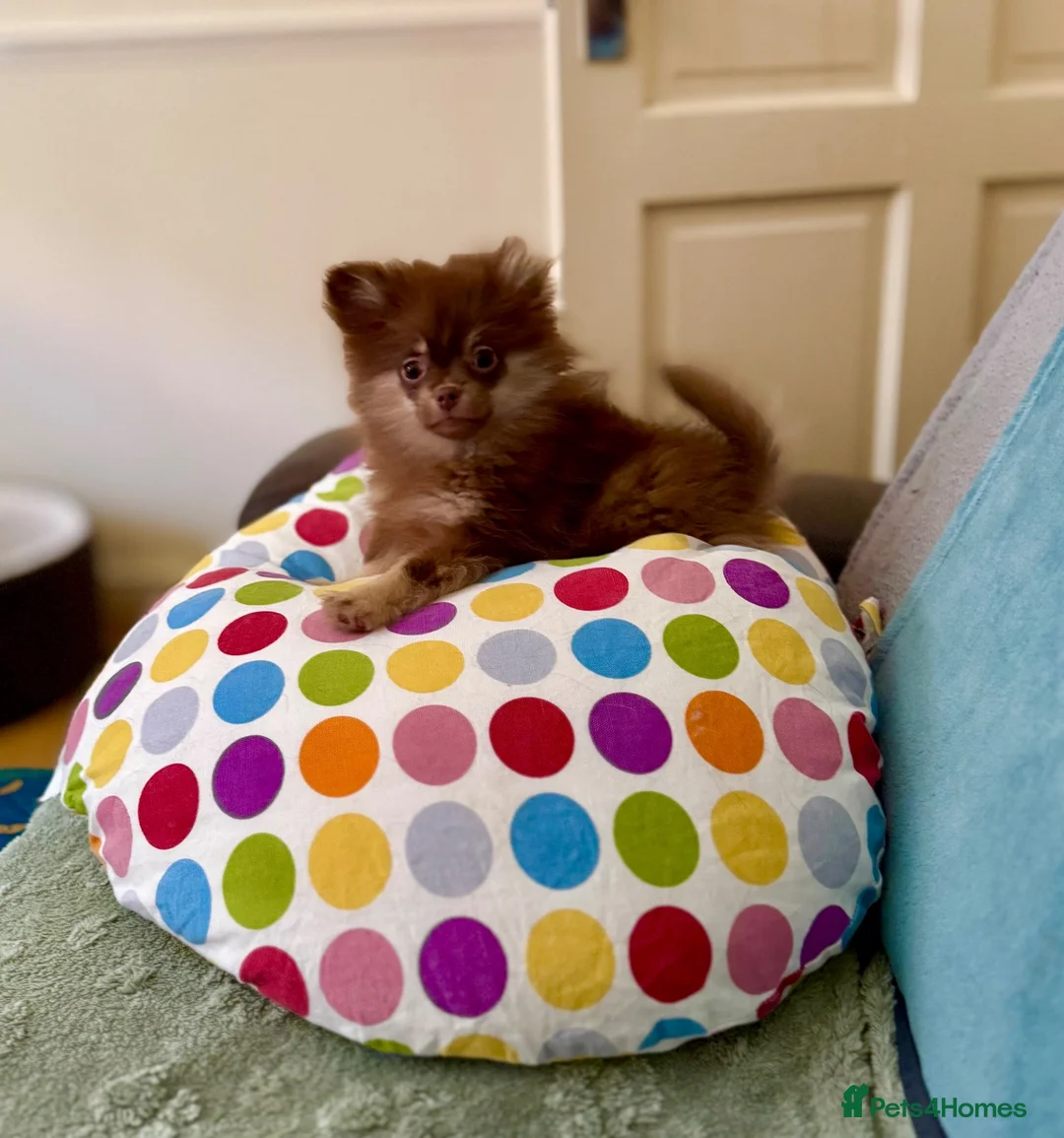 Pomchi dogs for sale: Chocolate Tan Fluffy boy !  - Advert 2