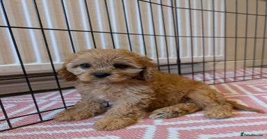 Cavachon dogs - Advert 9