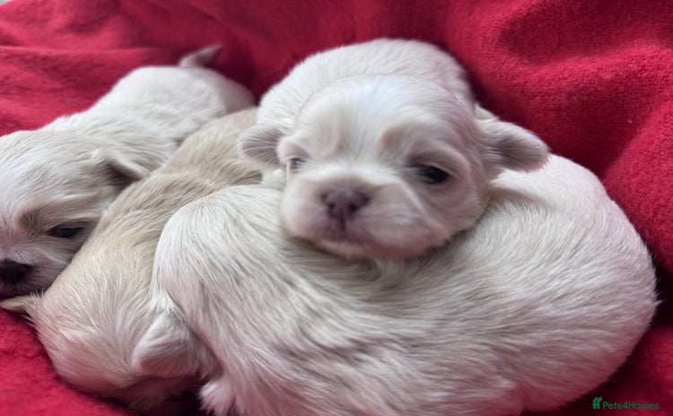 Shih Tzu dogs - Advert 1