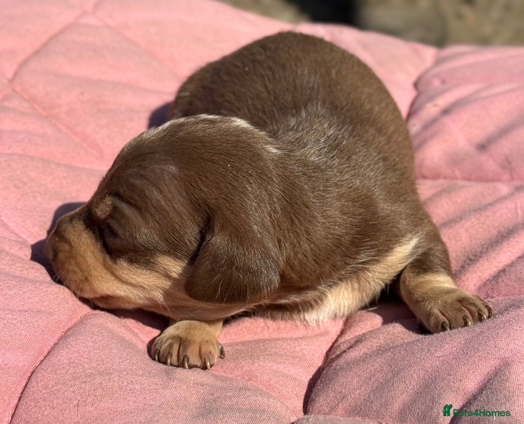 Miniature Dachshund dogs for sale: Miniature dachshund puppy’s ❤️ - Image 11
