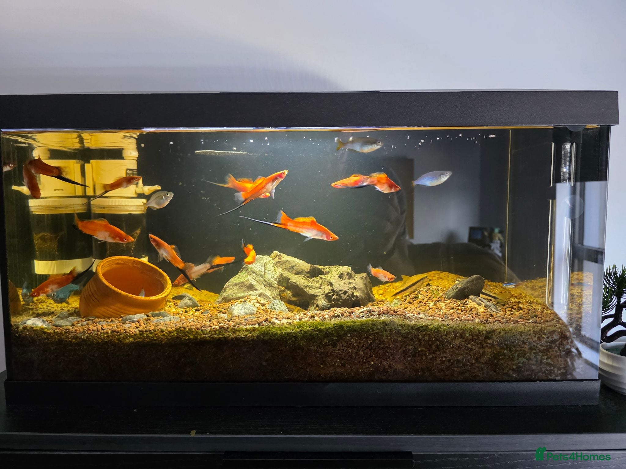 Other/Mixed Breed fish 55ltr Freshwater Fish Tank with Supplies - Advert 1