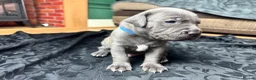 Mixed Breed dogs for sale: American Bull Staffy Puppies in Ramsgate - Advert 12