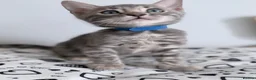 Bengal cats for sale: Exceptional Silver, Blue & Brown Bengal Kittens  in Basingstoke - Advert 35