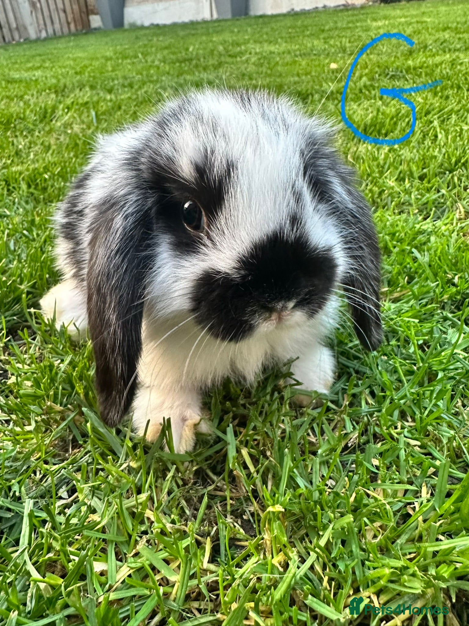 Mini Lop rabbits Mini Lop Rabbits For Sale  - Advert 1