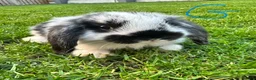 Mini Lop rabbits for sale: Mini Lop Rabbits For Sale  - Advert 1