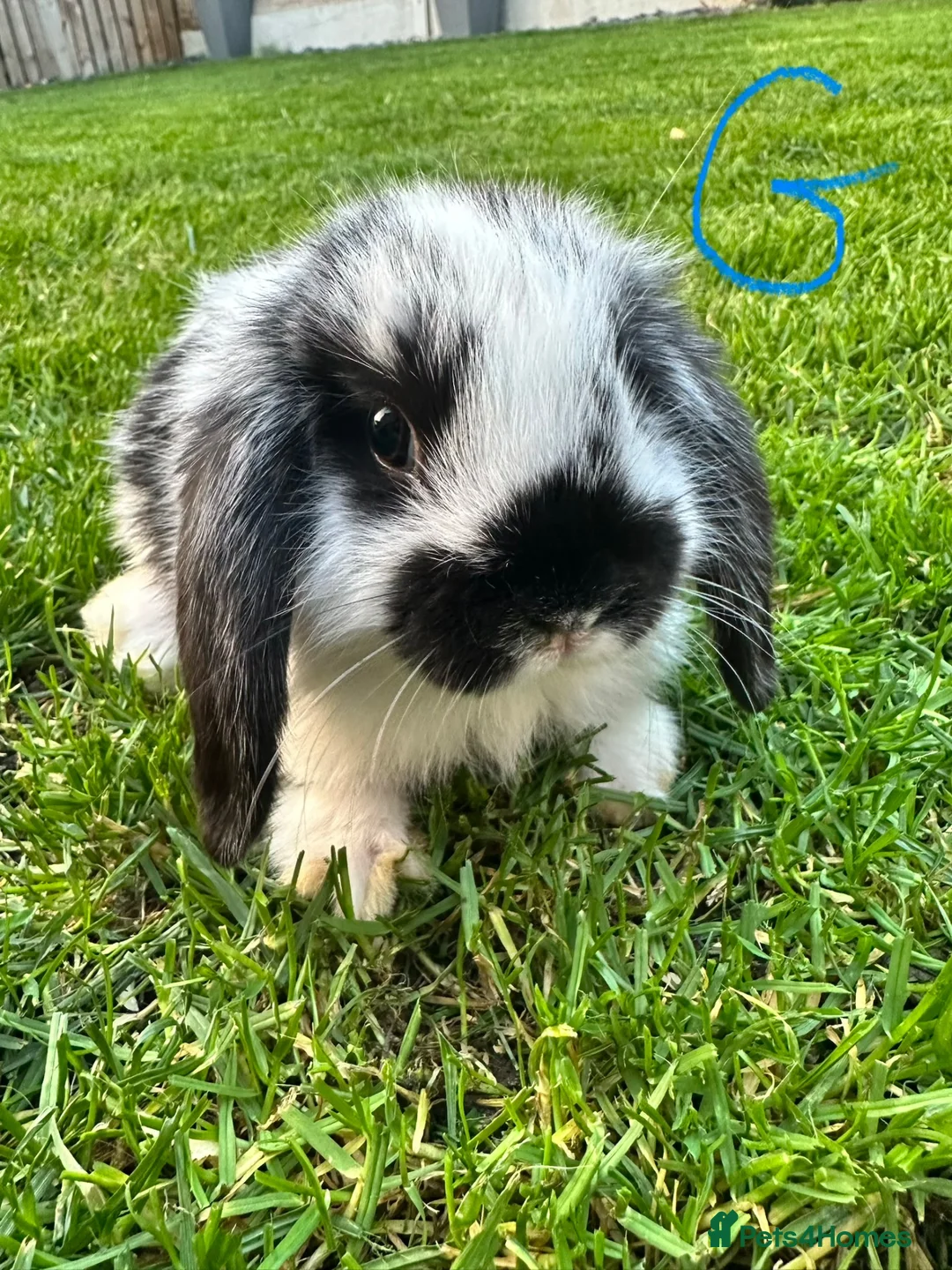 Mini Lop rabbits for sale: Mini Lop Rabbits For Sale  - Advert 1