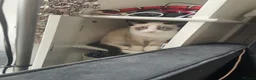 Snowshoe cats for sale: One year old female Siamese snowshoe  - Advert 13