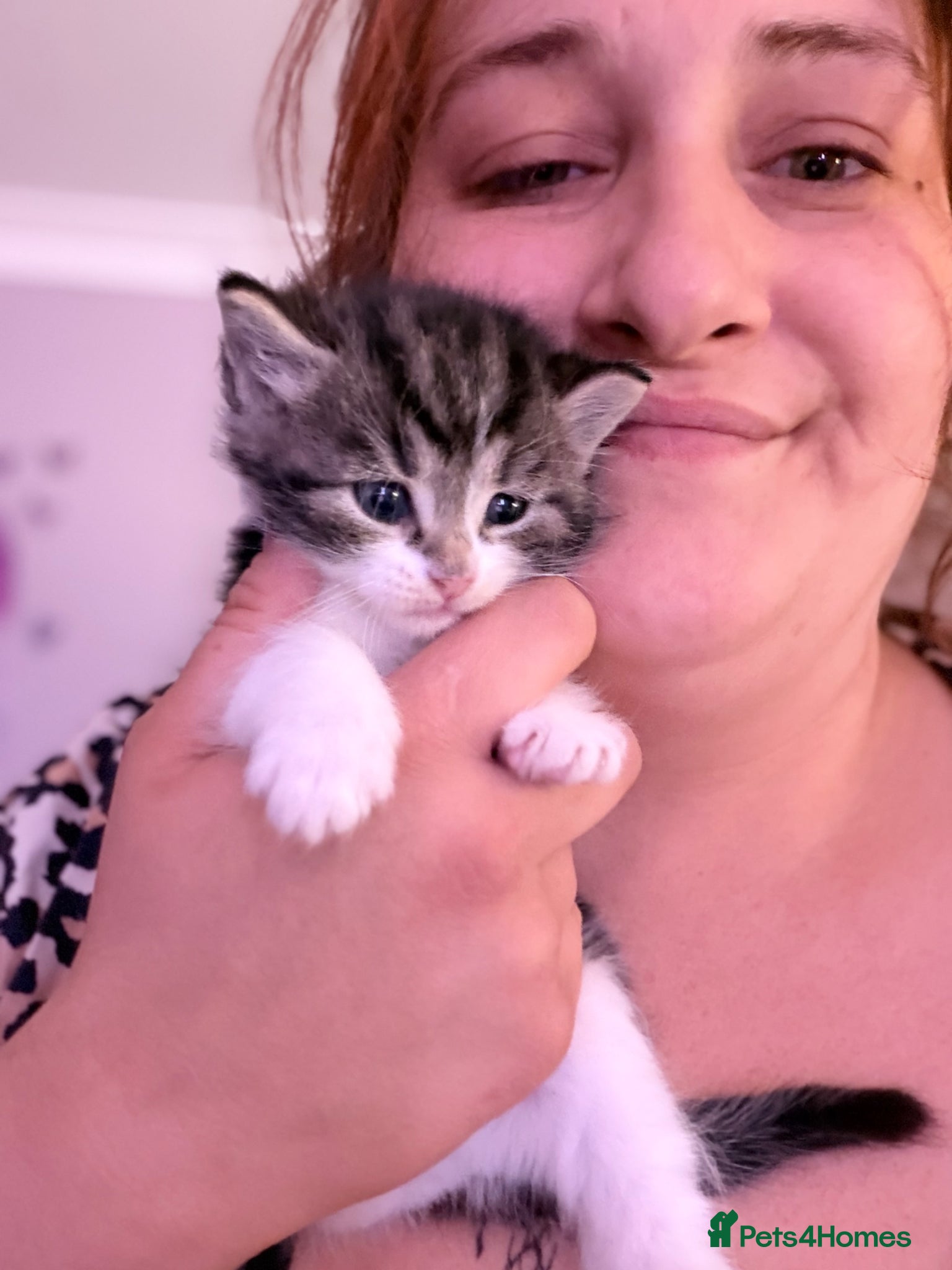 Mixed Breed cats 2 beautiful fur babies please read  - Advert 18