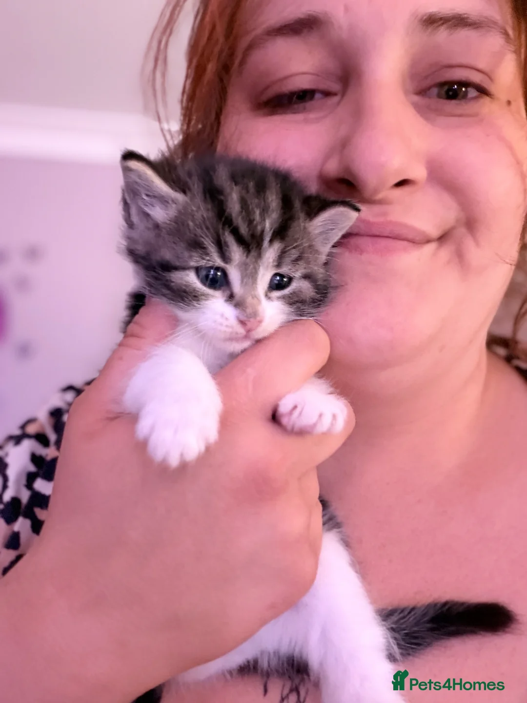 Mixed Breed cats for sale: 2 tabbies  - Advert 2