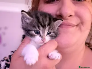 Mixed Breed cats 2 beautiful fur babies please read - Advert 18