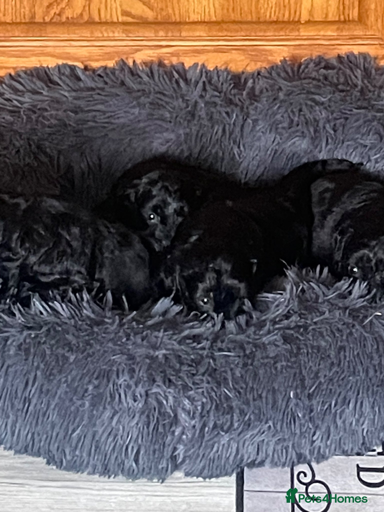 Cavapoo dogs for sale: Adorable F1 Cavapoo Puppies - Advert 11