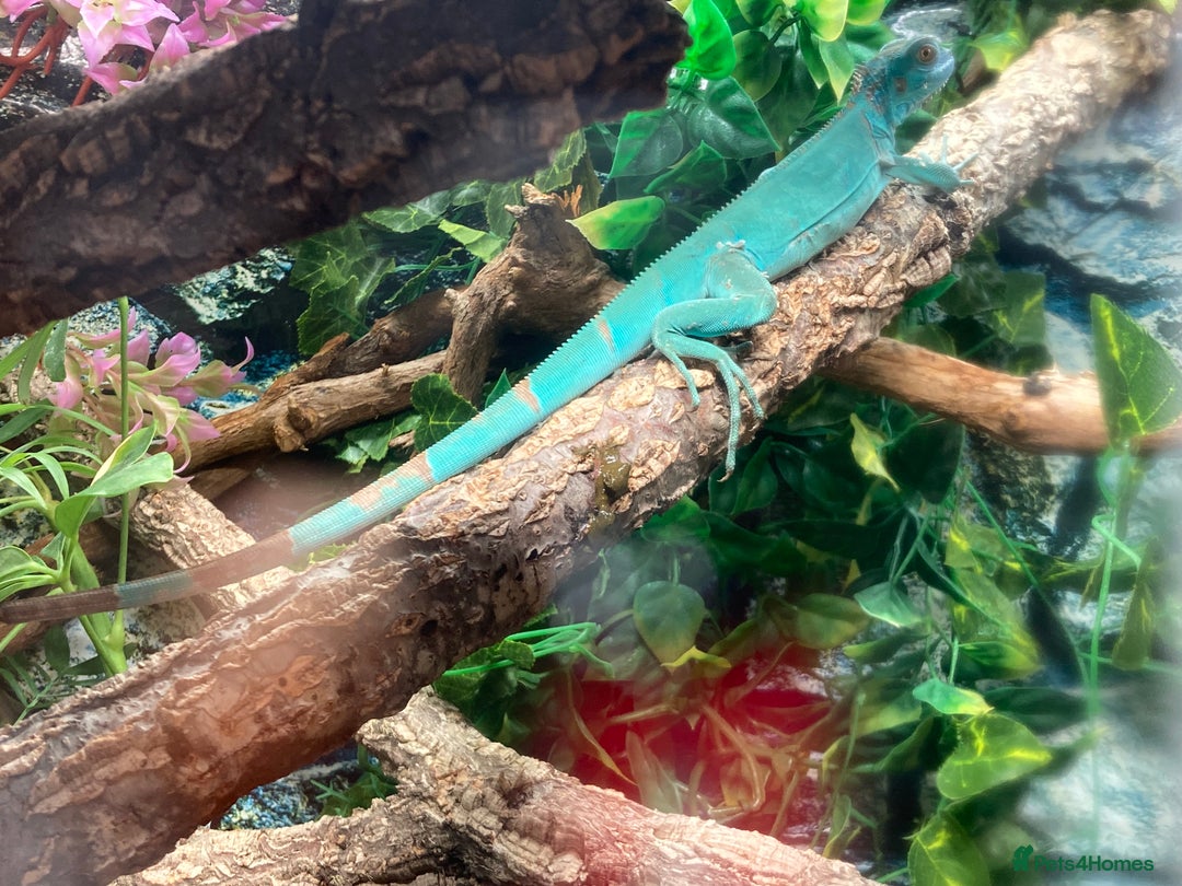 Iguana reptiles for sale: Stunning young blue iguana  - Image 2