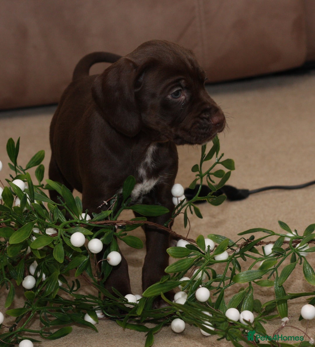 Mixed Breed dogs for sale: Working Cocker Spaniel X Hungarian Vizsla - Advert 7