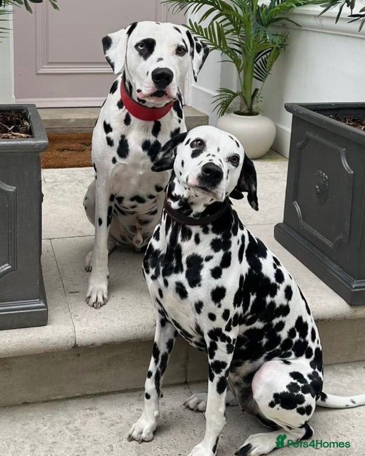 Dalmatian dogs Dalmatian Puppies (Cotswolds)   - Advert 4