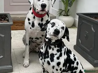 Dalmatian dogs Dalmatian Puppies (Cotswolds) - Advert 4