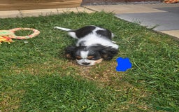Cavalier King Charles Spaniel dogs for sale: Amazing King Charles Cavalier KC Reg Puppies - Image 10