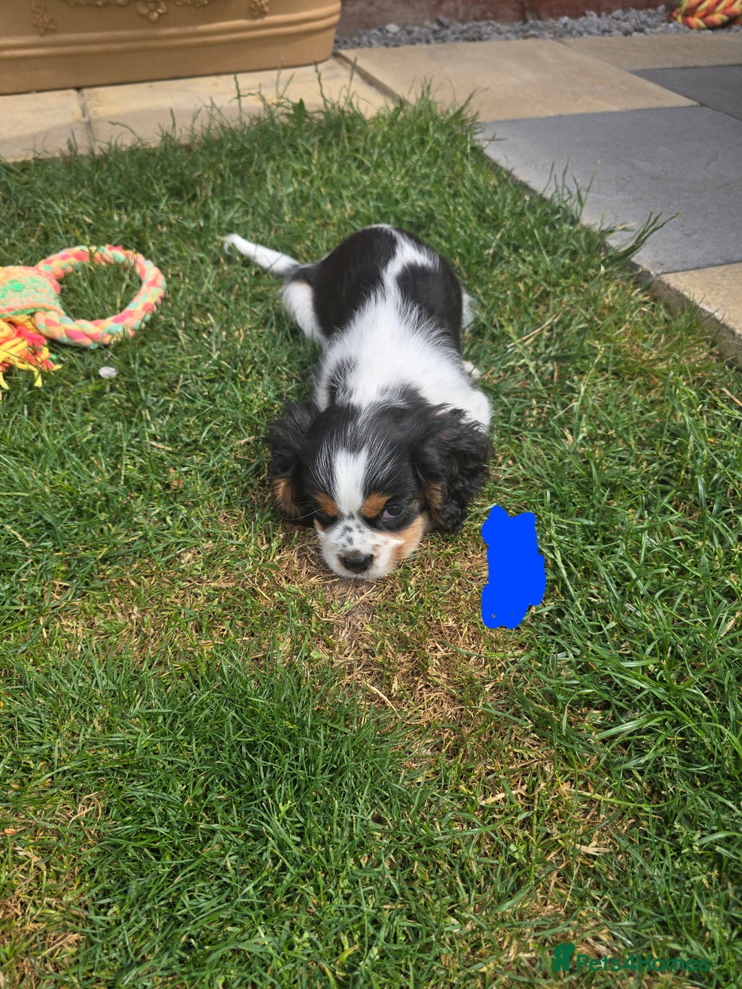 Cavalier King Charles Spaniel dogs for sale: Amazing King Charles Cavalier KC Reg Puppies - Image 10