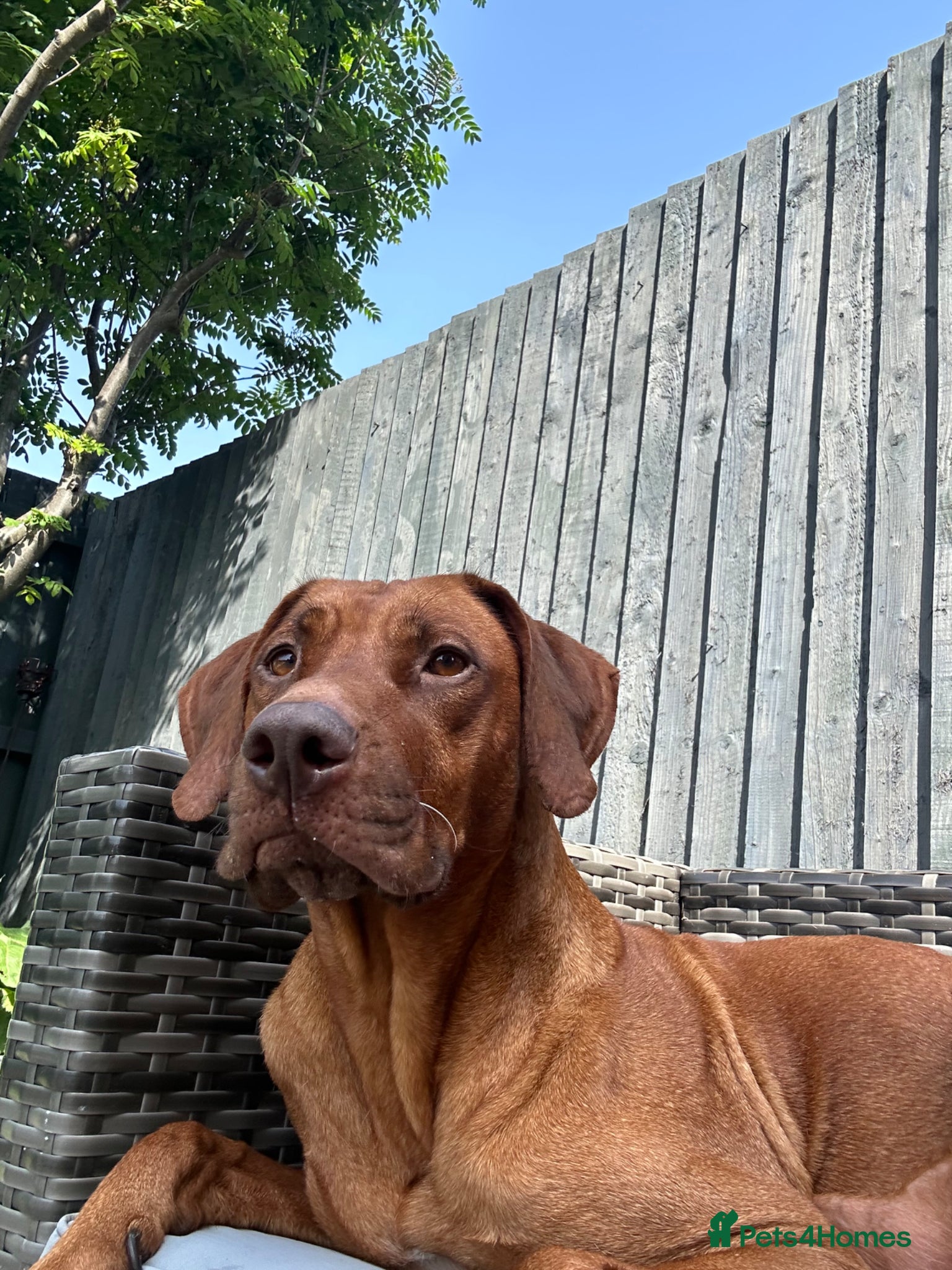 Rhodesian Ridgeback dogs Stunning litter of KC Rhodesian Ridgeback puppies - Advert 1