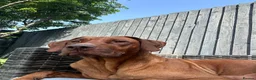 Rhodesian Ridgeback dogs for sale: KC Registered RR Ready for forever Homes 1st July - Advert 6