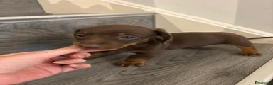 Miniature Dachshund 1