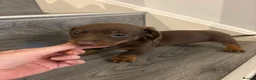 Miniature Dachshund dogs for sale: Long haired and smooth haired puppies  - Advert 5