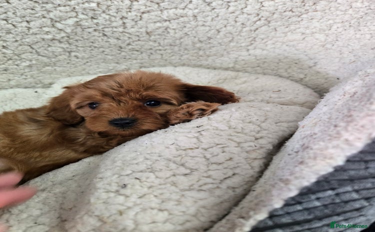 Cavapoo dogs - Advert 16