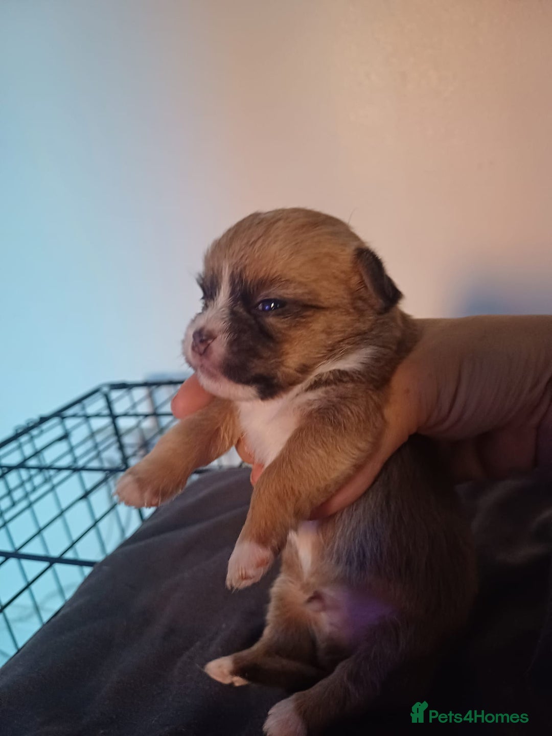 Mixed Breed dogs for sale: Puppy's forsale - Image 3
