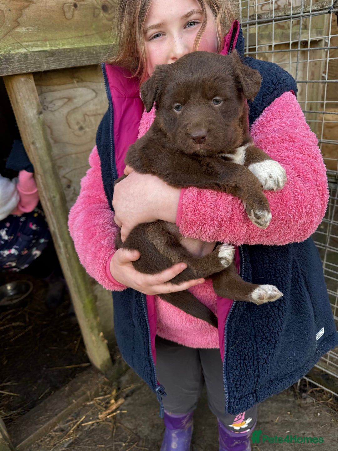Borador dogs for sale: Female lab x collie puppy  - Advert 4