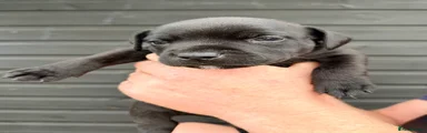 Staffordshire Bull Terrier 2