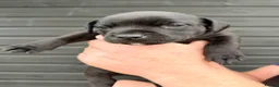 Staffordshire Bull Terrier dogs for sale: Staffordshire Bull Terrier Puppies - Advert 9