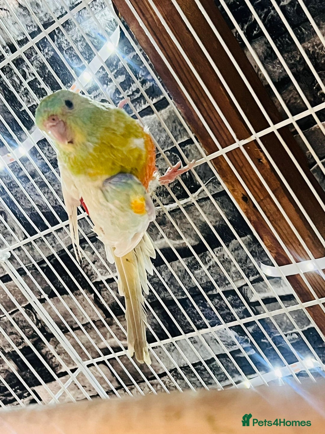 Parakeets birds for sale: Male red rump parakeet and female lovebird  - Advert 4