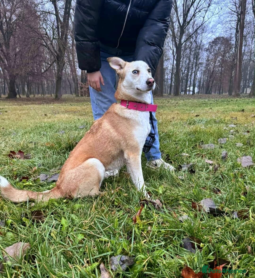 Mixed Breed dogs for adoption: 💖🐶 GLORIA 🐶💖 - Advert 4