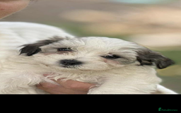 Havanese dogs for sale: Havanese - Image 5