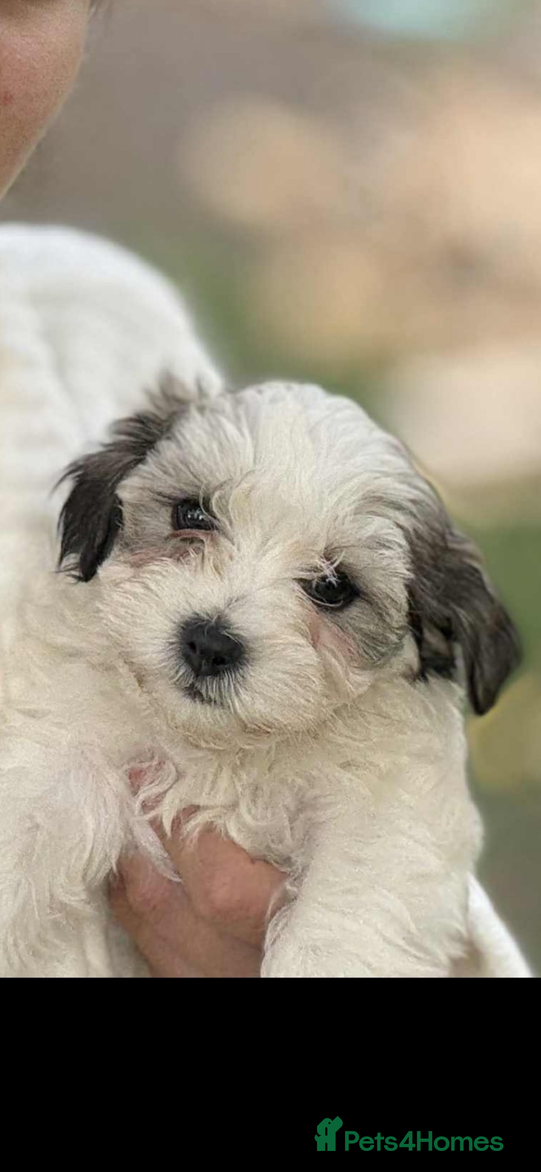 Havanese dogs for sale: Havanese - Image 5