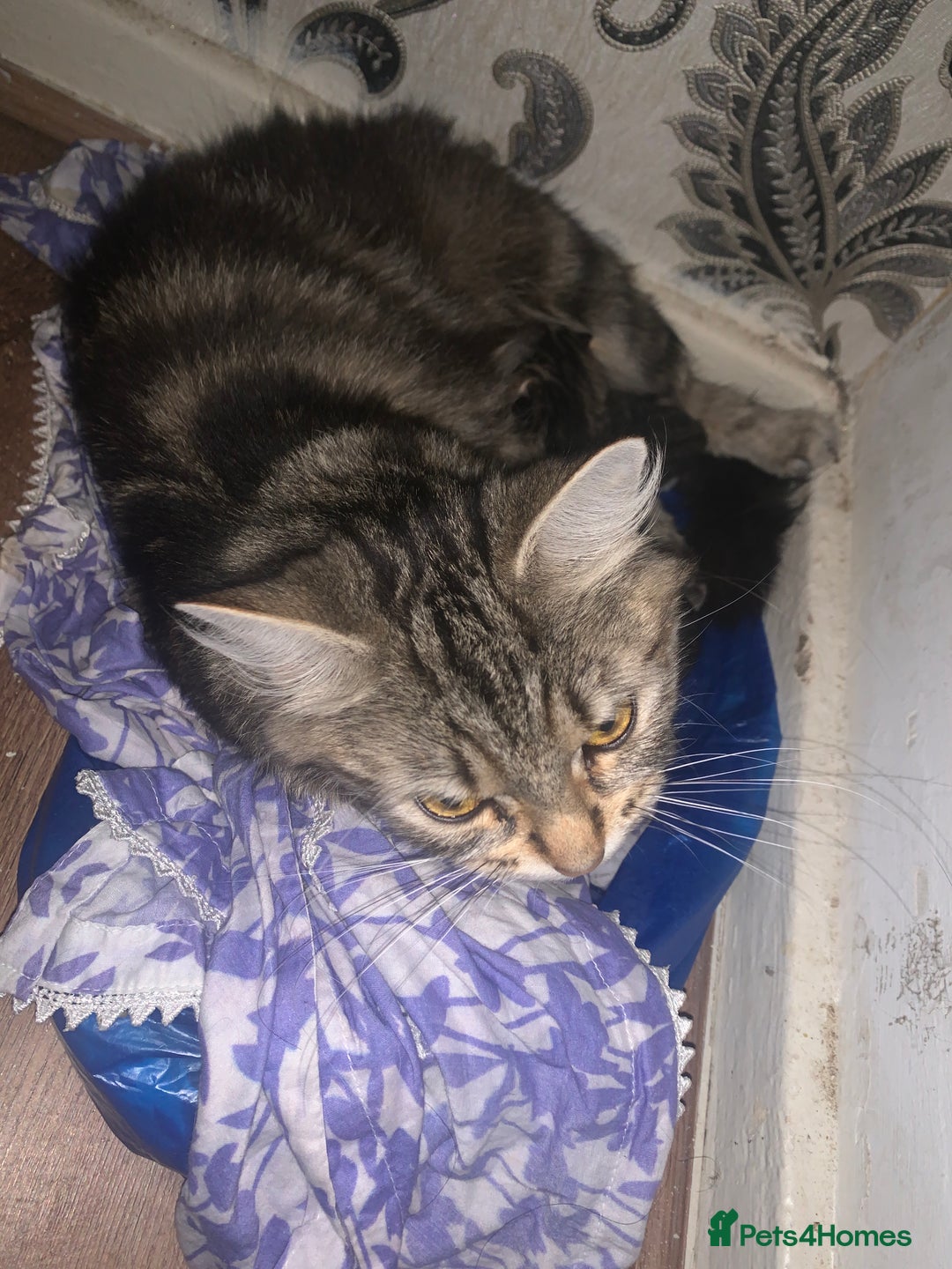 Abyssinian cats for sale: 3 kittens and the mother  - Image 3