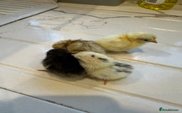 Chickens poultry for sale: Serama x silkie chicks ultra soft, fluffy and tiny - Image 5